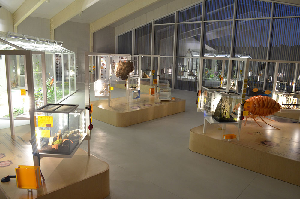 Maison des Insectes expositions 2